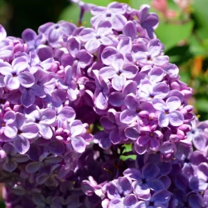 Purple Lilac Bush Live Plant – Vibrant Lavender Flowers – 4 inch Pot – Outdoor Shrub - Image 4