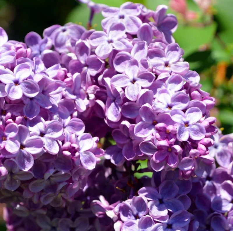 Purple Lilac Bush Live Plant – Vibrant Lavender Flowers – 4 inch Pot – Outdoor Shrub - Image 4