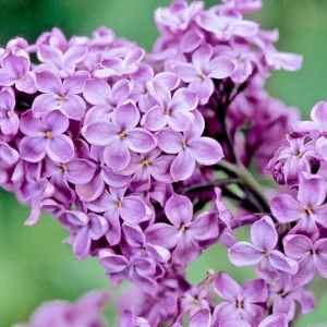 Purple Lilac Bush Live Plant – Vibrant Lavender Flowers – 4 inch Pot – Outdoor Shrub - Image 5