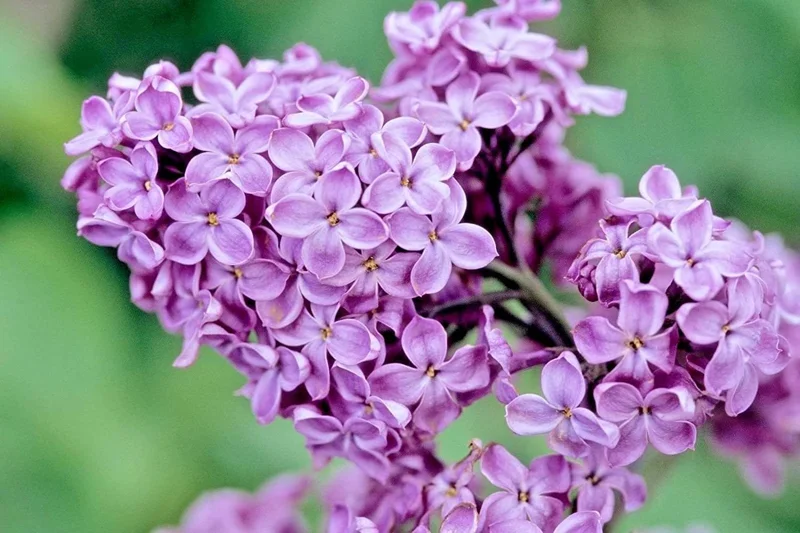 Purple Lilac Bush Live Plant – Vibrant Lavender Flowers – 4 inch Pot – Outdoor Shrub - Image 5
