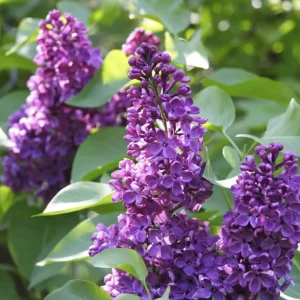 Purple Lilac Bush Live Plant – Vibrant Lavender Flowers – 4 inch Pot – Outdoor Shrub - Image 6
