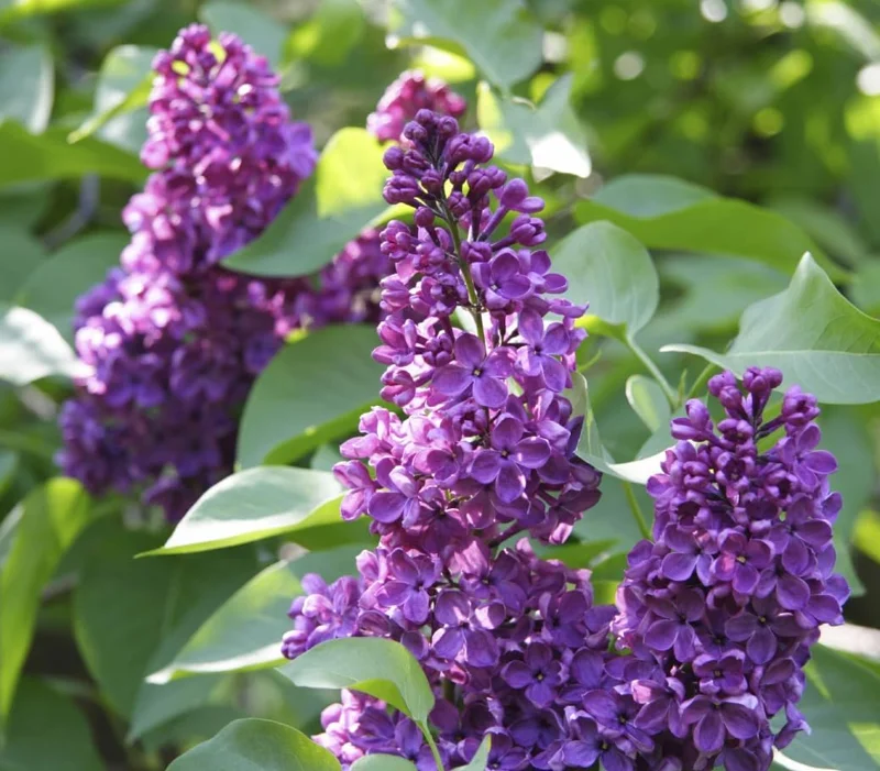 Purple Lilac Bush Live Plant – Vibrant Lavender Flowers – 4 inch Pot – Outdoor Shrub - Image 6