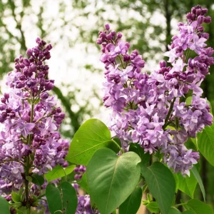 Purple Lilac Bush Live Plant – Vibrant Lavender Flowers – 4 inch Pot – Outdoor Shrub - Image 7