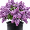 Purple Lilac Bush Live Plant – Vibrant Lavender Flowers – 4 inch Pot – Outdoor Shrub - Image 1