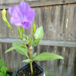 Purple Mexican Petunia Live Plant Ruellia Tweediana 'Purple Showers' - 2 Inch Pot - Image 2