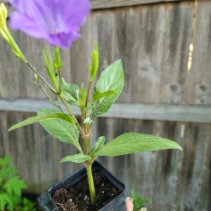Purple Mexican Petunia Live Plant Ruellia Tweediana 'Purple Showers' - 2 Inch Pot - Image 4
