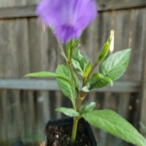 Purple Mexican Petunia Live Plant Ruellia Tweediana 'Purple Showers' - 2 Inch Pot - Image 1