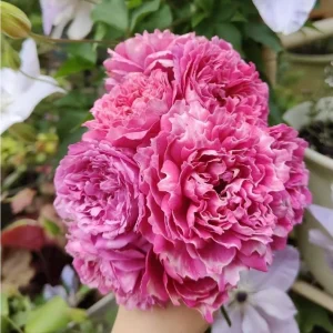 Purple Mist and Frost Shrub Rose Live Plant - Fragrant, Repeat Blooming - Image 1