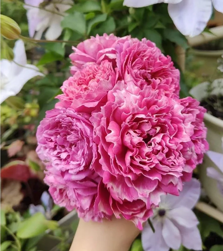Purple Mist and Frost Shrub Rose Live Plant - Fragrant, Repeat Blooming - Image 1