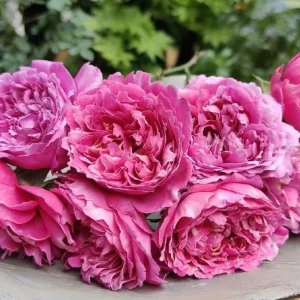 Purple Mist and Frost Shrub Rose Live Plant - Fragrant, Repeat Blooming - Image 2