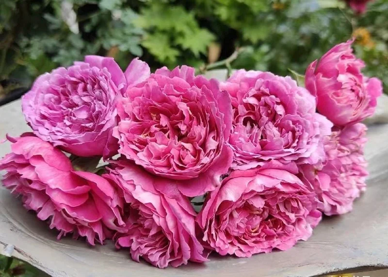 Purple Mist and Frost Shrub Rose Live Plant - Fragrant, Repeat Blooming - Image 2