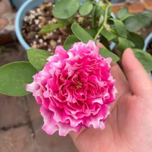 Purple Mist and Frost Shrub Rose Live Plant - Fragrant, Repeat Blooming - Image 3
