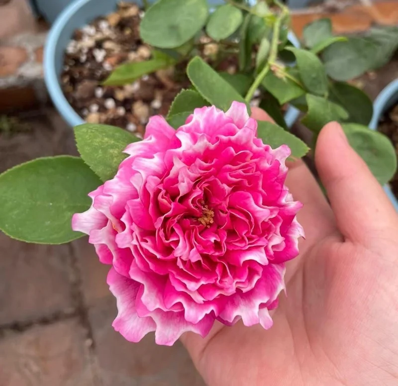 Purple Mist and Frost Shrub Rose Live Plant - Fragrant, Repeat Blooming - Image 3