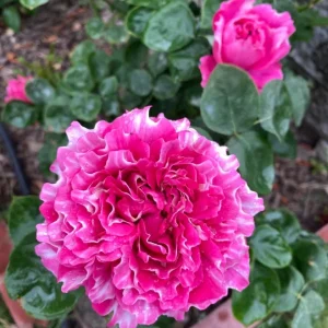 Purple Mist and Frost Shrub Rose Live Plant - Fragrant, Repeat Blooming - Image 4