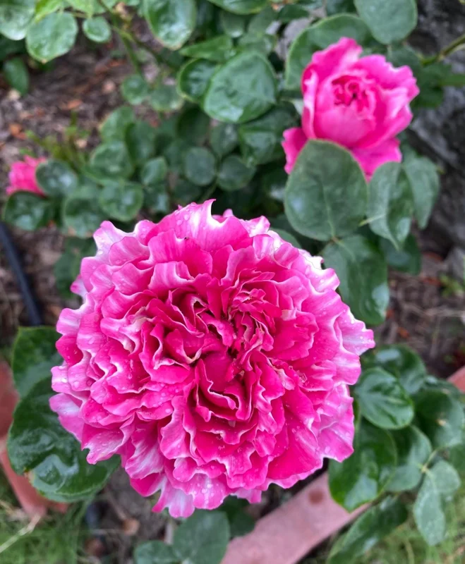 Purple Mist and Frost Shrub Rose Live Plant - Fragrant, Repeat Blooming - Image 4