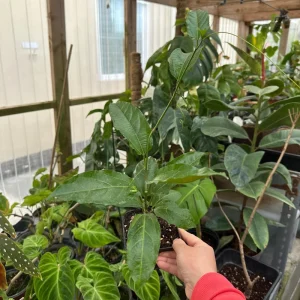 Purple Passion Fruit Live Plant - Passiflora Edulis Vine, Potted Starter - Image 2