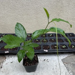 Purple Passion Fruit Live Plant - Passiflora Edulis Vine, Potted Starter - Image 3