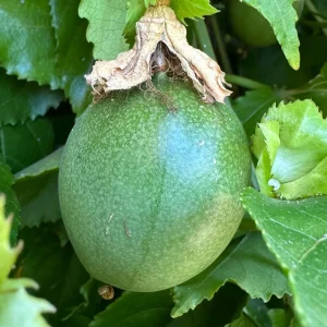 Purple Passion Fruit Live Plant - Passiflora Edulis Vine, Potted Starter - Image 5