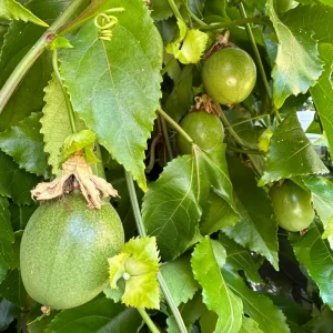 Purple Passion Fruit Live Plant - Passiflora Edulis Vine, Potted Starter - Image 6