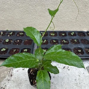 Purple Passion Fruit Live Plant - Passiflora Edulis Vine, Potted Starter - Image 1