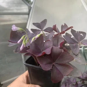 Purple Shamrocks Live Plant - Purple Oxalis Good Luck Plant in 3-inch Pot, Indoor/Outdoor - Image 2