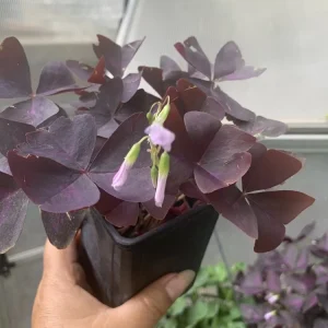 Purple Shamrocks Live Plant - Purple Oxalis Good Luck Plant in 3-inch Pot, Indoor/Outdoor - Image 4