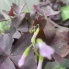 Purple Shamrocks Live Plant - Purple Oxalis Good Luck Plant in 3-inch Pot, Indoor/Outdoor - Image 1