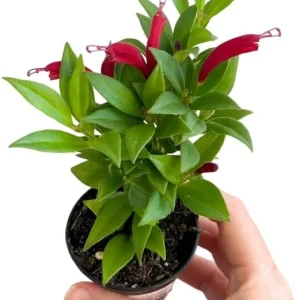 Purple Star Lipstick Plant - Live Houseplant, Trailing, 2 inch Pot - Image 2