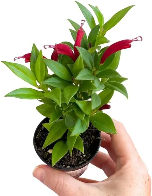 Purple Star Lipstick Plant - Live Houseplant, Trailing, 2 inch Pot - Image 2