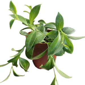 Purple Star Lipstick Plant – Live Houseplant – Trailing Fuchsia Flowers – 4