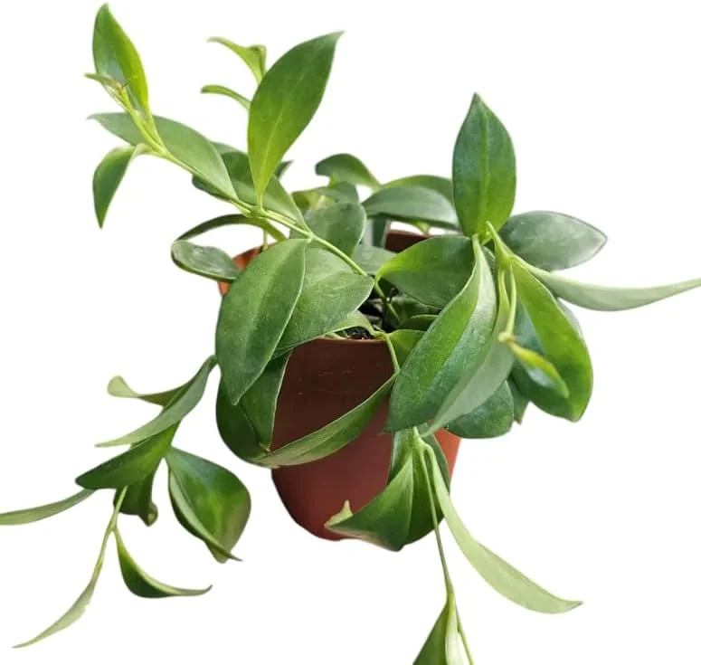Purple Star Lipstick Plant – Live Houseplant – Trailing Fuchsia Flowers – 4" Pot - Image 2