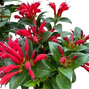 Purple Star Lipstick Plant - Live Houseplant, Trailing, 2 inch Pot - Image 3