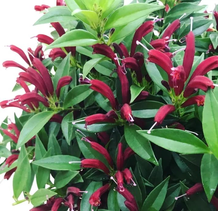 Purple Star Lipstick Plant – Live Houseplant – Trailing Fuchsia Flowers – 4" Pot - Image 4