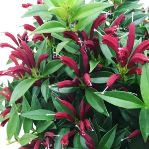 Purple Star Lipstick Plant - Live Houseplant, Trailing, 2 inch Pot - Image 4