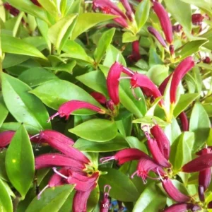 Purple Star Lipstick Plant - Live Houseplant, Trailing, 2 inch Pot - Image 5