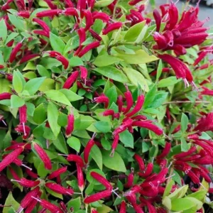 Purple Star Lipstick Plant – Live Houseplant – Trailing Fuchsia Flowers – 4