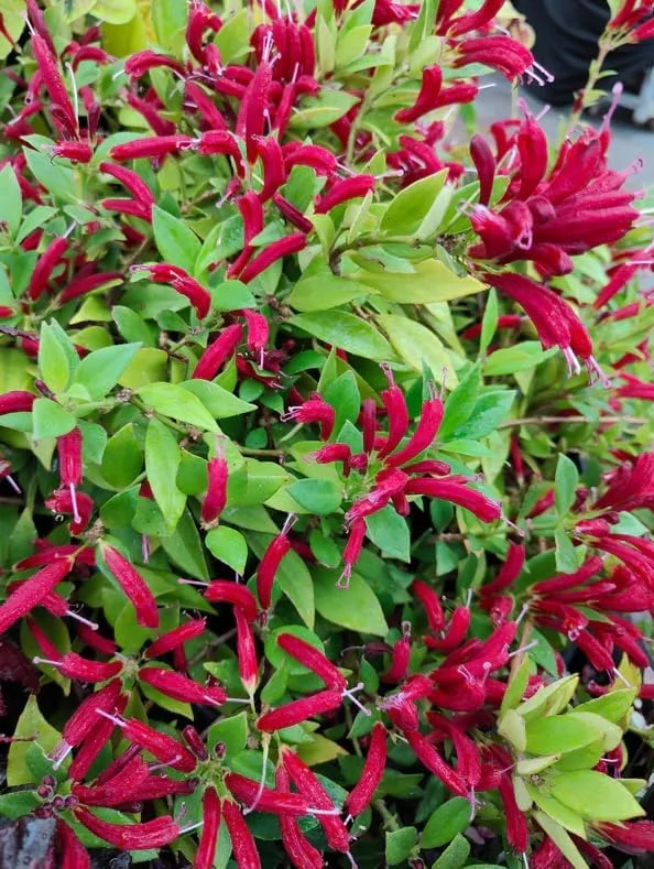 Purple Star Lipstick Plant – Live Houseplant – Trailing Fuchsia Flowers – 4" Pot - Image 6