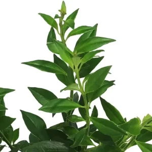 Purple Star Lipstick Plant - Live Houseplant, Trailing, 2 inch Pot - Image 7