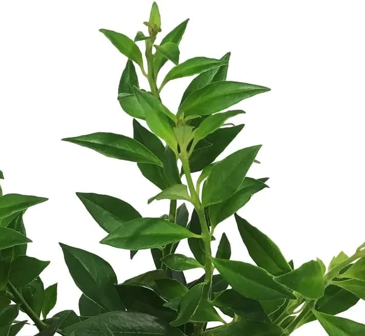 Purple Star Lipstick Plant - Live Houseplant, Trailing, 2 inch Pot - Image 7