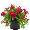 Purple Star Lipstick Plant - Live Houseplant, Trailing, 2 inch Pot - Image 1