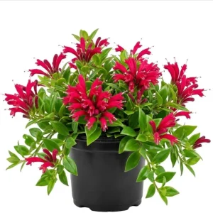 Purple Star Lipstick Plant - Live Houseplant, Trailing, 2 inch Pot - Image 1
