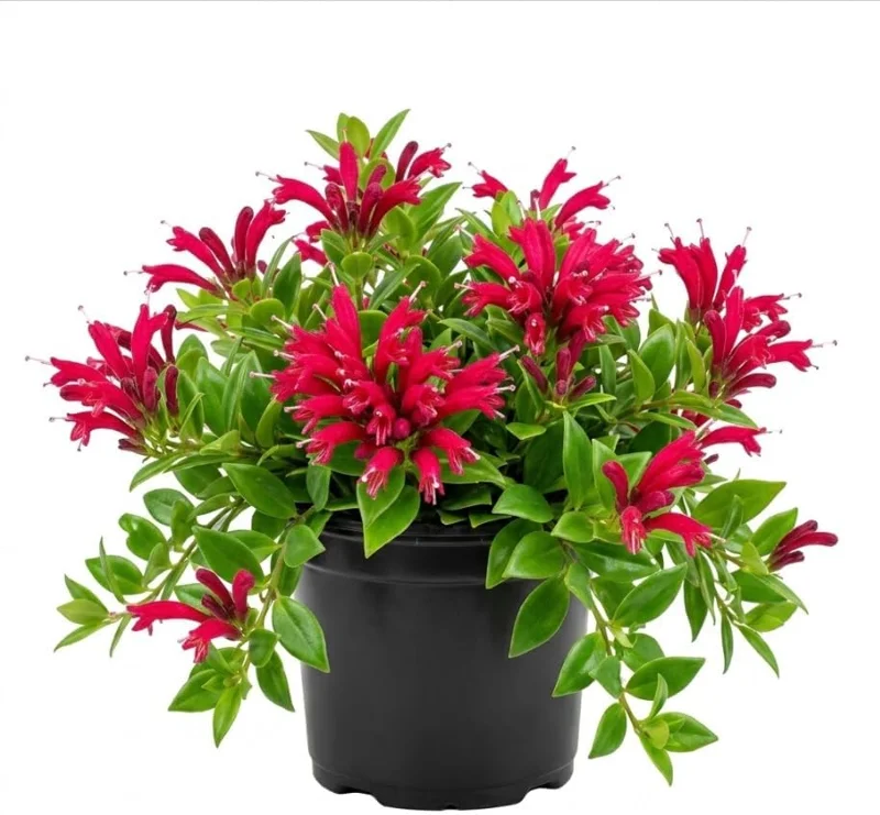 Purple Star Lipstick Plant - Live Houseplant, Trailing, 2 inch Pot - Image 1