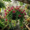 Purple Star Lipstick Plant – Live Houseplant – Trailing Fuchsia Flowers – 4" Pot - Image 1