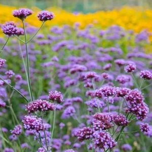 Purple Top Verbena Live Plant - Verbena bonariensis Starter Plant - 2.5