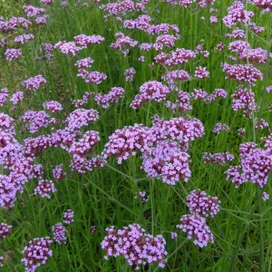 Purple Top Verbena Live Plant - Verbena bonariensis Starter Plant - 2.5