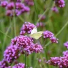Purple Top Verbena Live Plant - Verbena bonariensis Starter Plant - 2.5"x3.5" Pot - Image 1