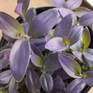 Purple Wandering Jew Live Plant - Tradescantia Purple Heart 4