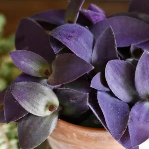Purple Wandering Jew Live Plant - Tradescantia Purple Heart 4