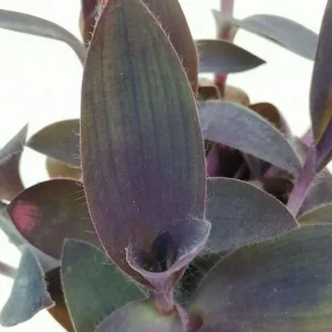 Purple Wandering Jew Live Plant - Tradescantia Purple Heart 4