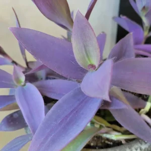 Purple Wandering Jew Live Plant - Tradescantia Purple Heart 4